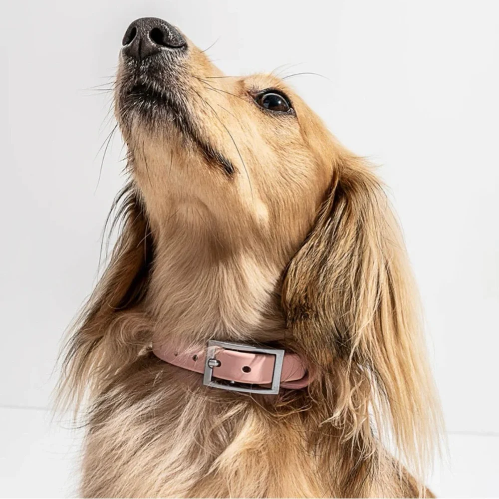 Wild One Dog Collar - XS (7-10